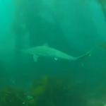 shark, la jolla shores, scuba diving, san diego, california