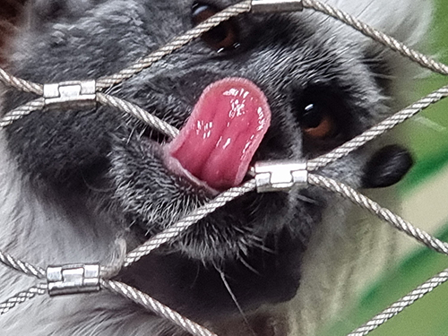 the green planet Dubai, excited monkey sticking out its tongue in indoor rain forest