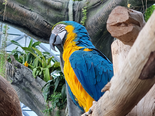 the green planet Dubai, exotic bird in indoor rain forest