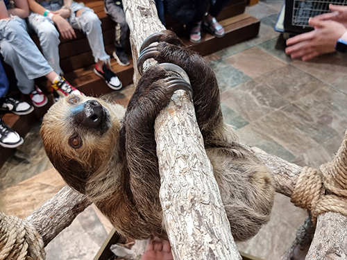 the green planet Dubai, sloth experience, up close experience with a sloth